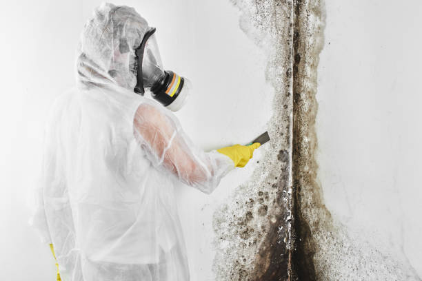 Best Industrial Mold Remediation in Welcome, SC