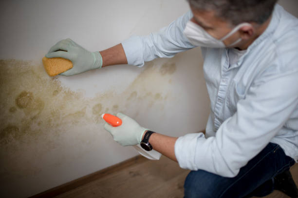 Best Basement Mold Remediation in Welcome, SC