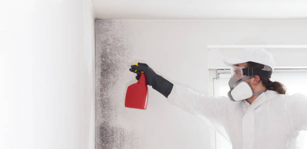 Best Industrial Mold Remediation in Welcome, SC
