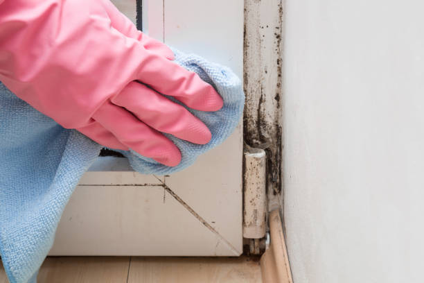 Best Insurance-Related Mold Remediation in Welcome, SC